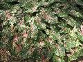 Florida Beauty Caladium / Caladium bicolor 